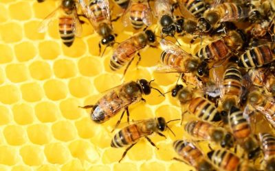 What B2B sales leaders and teams can learn from honeybees about quick and good decision making